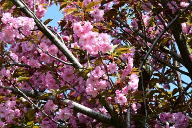 Bahçede büyüyen pembe çiçekli güzel bir ağaç.