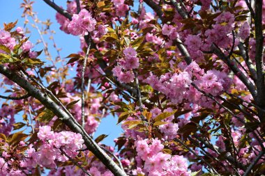 Bahçede büyüyen pembe çiçekli güzel bir ağaç.