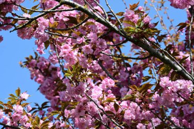 Bahçede büyüyen pembe çiçekli güzel bir ağaç.