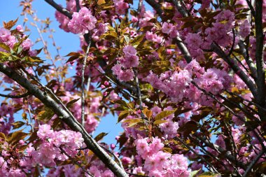 Bahçede büyüyen pembe çiçekli güzel bir ağaç.