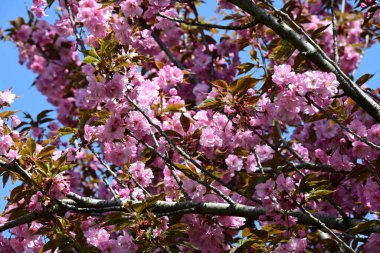 Bahçede büyüyen pembe çiçekli güzel bir ağaç.