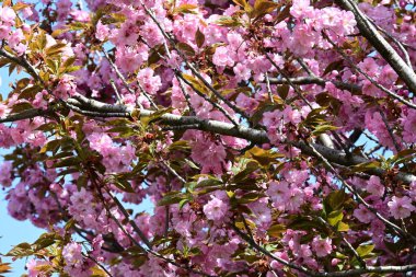 Bahçede büyüyen pembe çiçekli güzel bir ağaç.