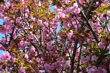 Bahçede büyüyen pembe çiçekli güzel bir ağaç.