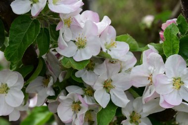 İlkbaharda çiçek açan elma ağacının manzarasını kapat