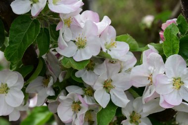 İlkbaharda çiçek açan elma ağacının manzarasını kapat
