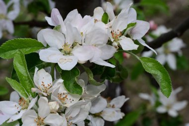 İlkbaharda çiçek açan elma ağacının manzarasını kapat