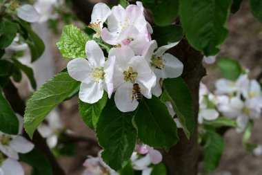İlkbaharda çiçek açan elma ağacının manzarasını kapat