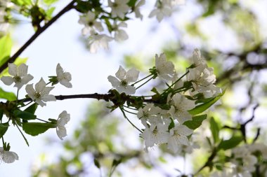 İlkbaharda çiçek açan güzel ağacın manzarasını kapat.