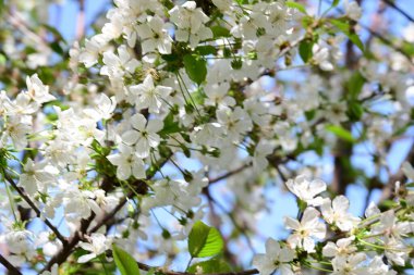 İlkbaharda çiçek açan güzel ağacın manzarasını kapat.