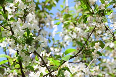 İlkbaharda çiçek açan güzel ağacın manzarasını kapat.