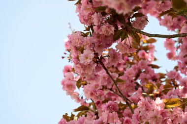 Bahçede büyüyen pembe çiçekli güzel bir ağaç.