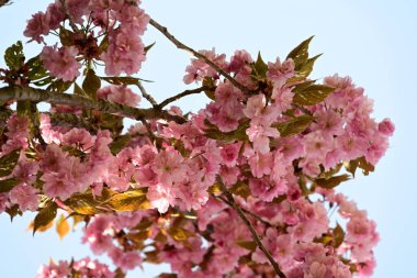 Bahçede büyüyen pembe çiçekli güzel bir ağaç.