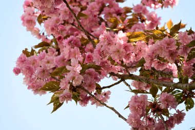 Bahçede büyüyen pembe çiçekli güzel bir ağaç.