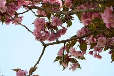 Bahçede büyüyen pembe çiçekli güzel bir ağaç.