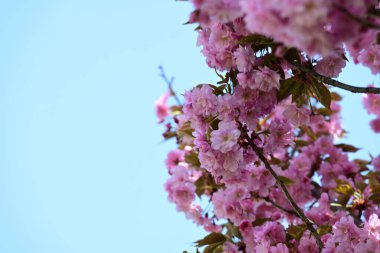 Bahçede büyüyen pembe çiçekli güzel bir ağaç.