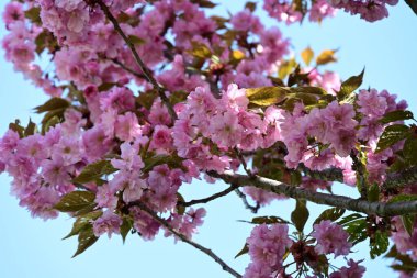 Bahçede büyüyen pembe çiçekli güzel bir ağaç.