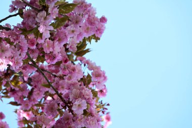 Bahçede büyüyen pembe çiçekli güzel bir ağaç.