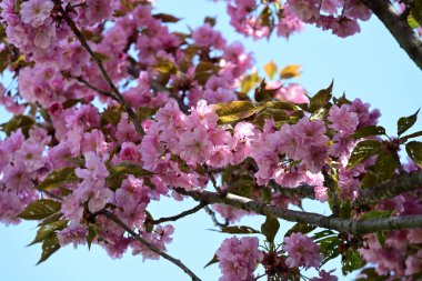 Bahçede büyüyen pembe çiçekli güzel bir ağaç.