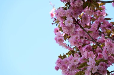 Bahçede büyüyen pembe çiçekli güzel bir ağaç.