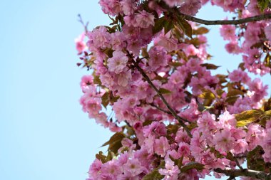 Bahçede büyüyen pembe çiçekli güzel bir ağaç.