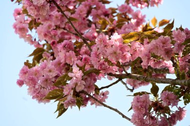 Bahçede büyüyen pembe çiçekli güzel bir ağaç.