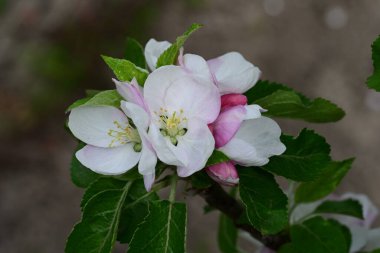 İlkbaharda çiçek açan elma ağacının manzarasını kapat