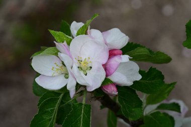 İlkbaharda çiçek açan elma ağacının manzarasını kapat