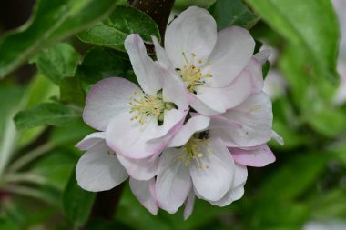 İlkbaharda çiçek açan elma ağacının manzarasını kapat