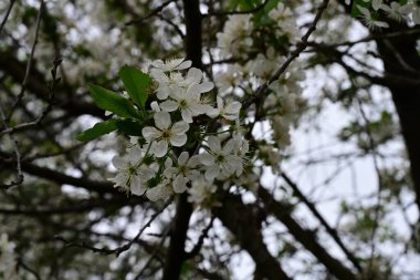 İlkbaharda çiçek açan güzel ağacın manzarasını kapat.