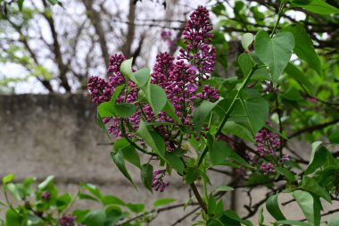 Leylak ağaçları bahçede çiçek açarlar.