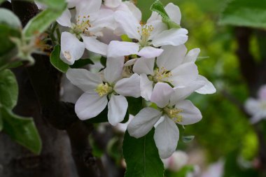 İlkbaharda çiçek açan elma ağacının manzarasını kapat