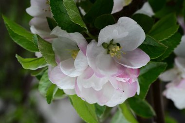 İlkbaharda çiçek açan elma ağacının manzarasını kapat