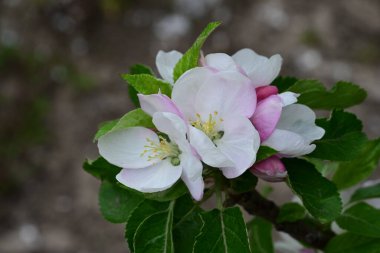 İlkbaharda çiçek açan elma ağacının manzarasını kapat