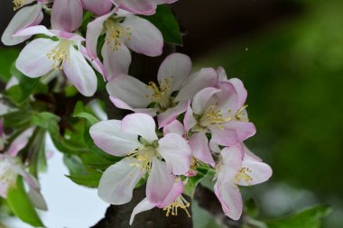 İlkbaharda çiçek açan elma ağacının manzarasını kapat