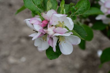 İlkbaharda çiçek açan elma ağacının manzarasını kapat