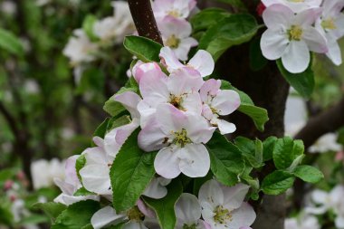 İlkbaharda çiçek açan elma ağacının manzarasını kapat
