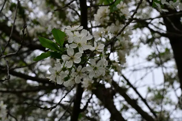İlkbaharda çiçek açan güzel ağacın manzarasını kapat.