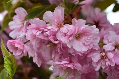 Bahçede büyüyen pembe çiçekli güzel bir ağaç.