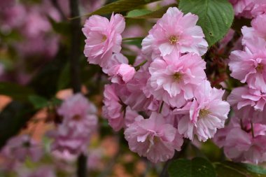 Bahçede büyüyen pembe çiçekli güzel bir ağaç.