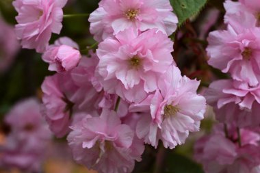 Bahçede büyüyen pembe çiçekli güzel bir ağaç.