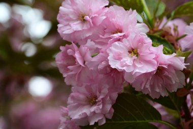 Bahçede büyüyen pembe çiçekli güzel bir ağaç.