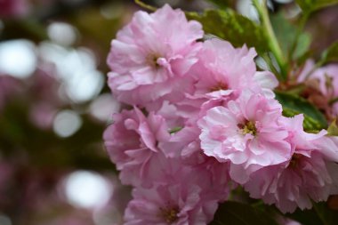 Bahçede büyüyen pembe çiçekli güzel bir ağaç.