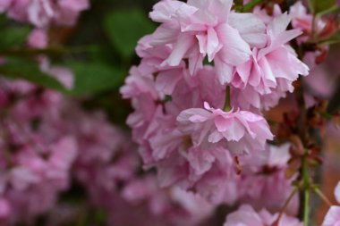 Bahçede büyüyen pembe çiçekli güzel bir ağaç.
