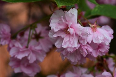 Bahçede büyüyen pembe çiçekli güzel bir ağaç.