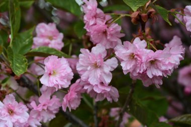 Bahçede büyüyen pembe çiçekli güzel bir ağaç.