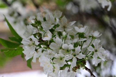 Bahçede büyüyen güzel beyaz çiçekler