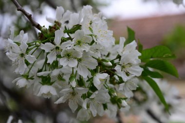 Bahçede büyüyen güzel beyaz çiçekler