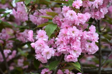 Bahçede büyüyen pembe çiçekli güzel bir ağaç.