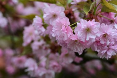 Bahçede büyüyen pembe çiçekli güzel bir ağaç.