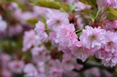 Bahçede büyüyen pembe çiçekli güzel bir ağaç.